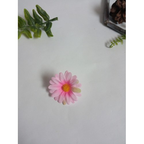Margarétka ružová, drobná 4 cm