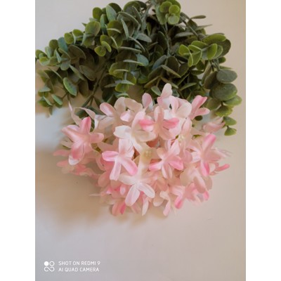 Hortenzia ružová, 12 cm