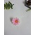 Margarétka ružová, drobná 4 cm